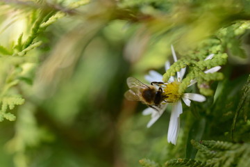 Biene Wespe auf einer Kamillen Blüten Blume im Sommer Garten