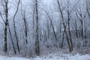 Frosty forest morning