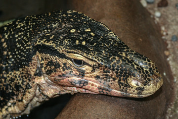 Close up water monitor lizard Varanus dragon