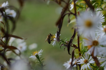 Nahaufnahme entzückender Insekten. Honigbiene auf weißer Blume vor naturdunklem Hintergrund im Sommer