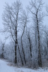 Frosty forest morning