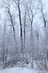 Fototapeta premium Frosty forest morning