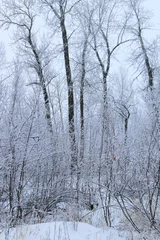 Foto auf Leinwand Frosty forest morning © Cody