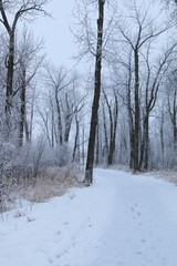 Frosty forest morning