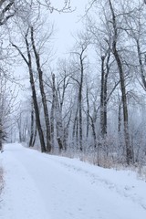 Fototapeta na wymiar Frosty forest morning