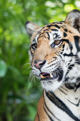 THAILAND PATTAYA NONG NOOCH TIGER SHOW