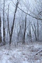 Frosty forest morning