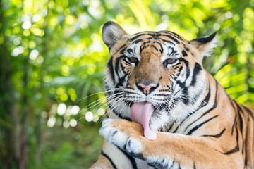 THAILAND PATTAYA NONG NOOCH TIGER SHOW