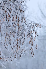 Frosty forest morning