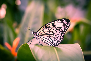 Beautiful, white and black buttefly close up photograph