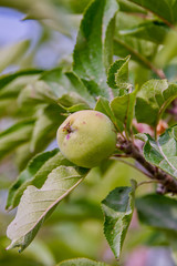 Яблоко на ветке