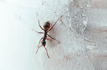 One big ant, marching on the tree trunk,.macro view.