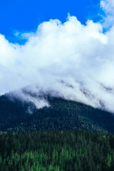 Beautiful foggy mystic mountains. Fog clouds at the pine tree mystical woods, autumn. Europe, mysterious alpine landscape.