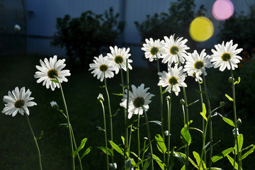 White petals of camomile flowers, sunlight on background of garden plants