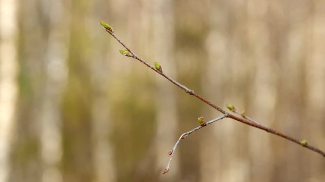 Twig of young birch with buds in spring. Close up.