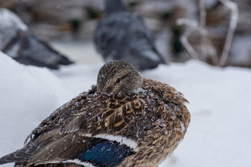 A duck hid a snowflake beak on it. Bird