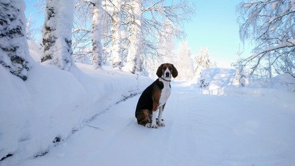 dog on the snowy road. Finnish hound in the forest. Beautiful winter nature. Young healthy animal.  