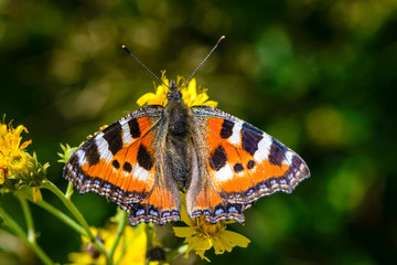 Butterfly of aglais urticae with dark spots on the wings