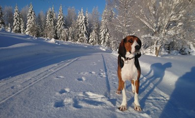 dog on the snowy road. Finnish hound in the forest. Beautiful winter nature. Young healthy animal.  