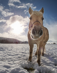 Nice white horse in snow. Isabella breed horse