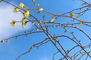 nature, sky, birches, fire, dragon, foliage, spring, sun, buds, road, leaves, clouds, flowers, grass, above clouds, firs, cherry, black and white nature, sky, foliage, spring, sun, buds, leaves, cloud
