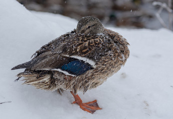 The duck hid the beak in the feathers on her snowflakes. Bird