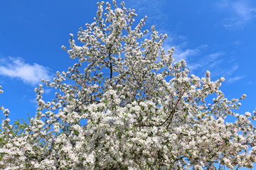 nature, sky, birches, fire, dragon, foliage, spring, sun, buds, road, leaves, clouds, flowers, grass, above clouds, firs, cherry, black and white nature, sky, foliage, spring, sun, buds, leaves, cloud