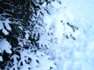Cover of snow on the branches of spruce on a background of snow-covered landscape, the season of winter
