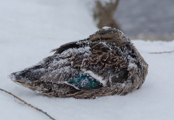 The duck remaining to spend the winter all in the snow