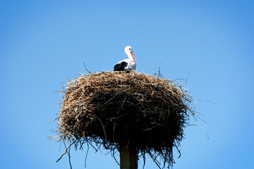 stork in the nest
