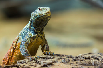 green iguana on the rock