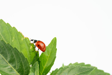 ladybug on white background