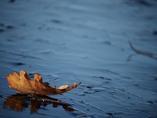 Ice cover. Fallen oak leaves on ice. Frozen lake