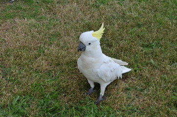 Cockatoo