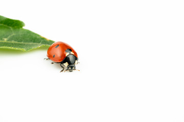 ladybug on white background