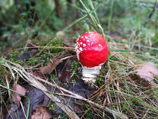 red fly agaric mushroom
