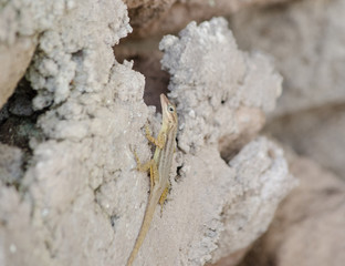 Saban Anole