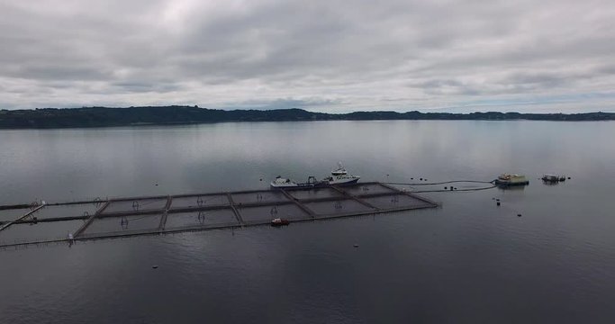 Aerial view of wellboat during harvesting of salmon in captivity, in the waters of the Chiloe archipelago