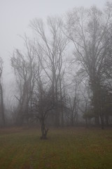 trees in fog