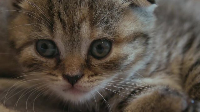 Funny little kitten, british-scottish fold cat. Slow motion Close-Up