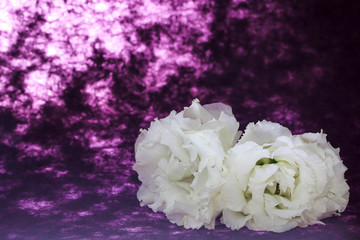 トルコキキョウ