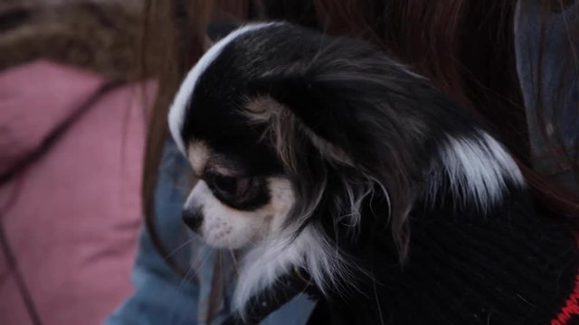 Young woman in a blue jacket at sreet with a sleeping chihuahua or toy-terrier. Little dog relaxing while his misstress chatting in internet. Closeup shot.