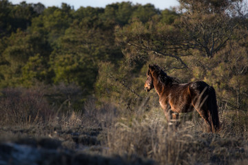 Obraz na płótnie Canvas Sunset Horse