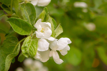 apricot flowers among young foliage fruit tree background spring colorful base design bloom