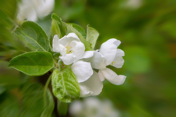 apple white flowers with green leaves closeup garden background spring