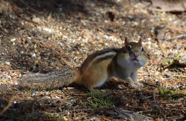 Chipmunk in forest