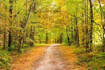 Fototapeta na wymiar autumn yellow background forest earth road rustic rural design walk romanticism foliage in sunlight