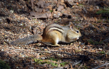 Chipmunk in forest