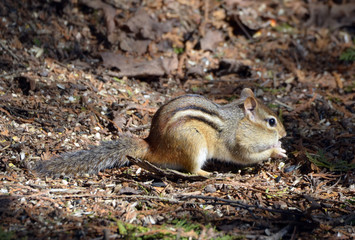 Chipmunk in forest