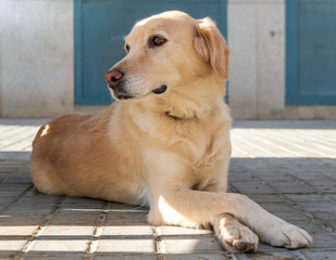 labrador retriever funny dog lying with legs crossed, curious animal Cross Their Paws